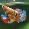 Multicolor/ Galaxy Koi Plakat- Female- 13 Weeks Old