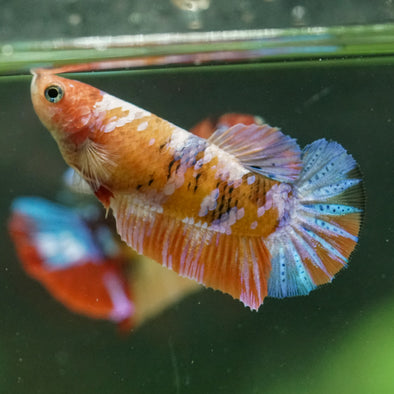 Multicolor/ Galaxy Koi Plakat- Female- 13 Weeks Old