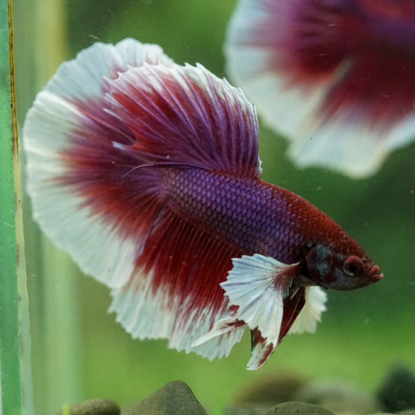 Dumbo Halfmoon - 12 weeks old