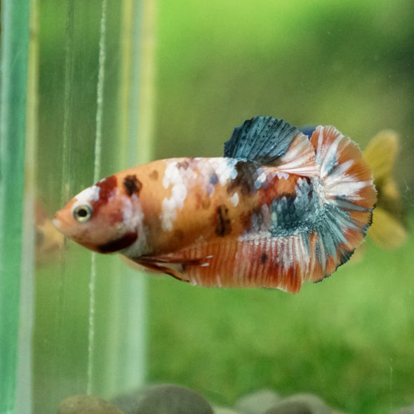 Multicolor/ Galaxy Koi Plakat - Female- 13 Weeks Old