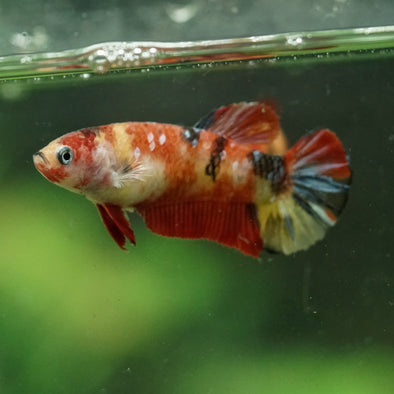 Multicolor/ Galaxy Koi Plakat- Female- 13 Weeks Old