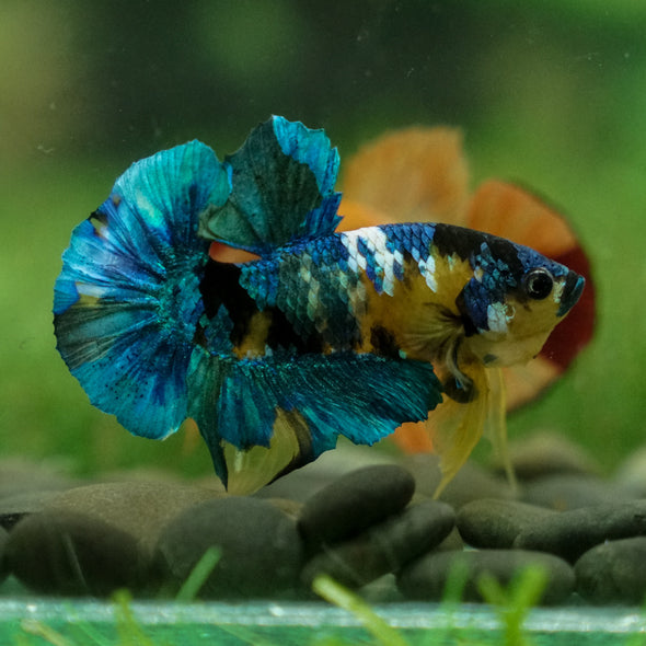 Multicolor/Galaxy Koi Plakat -13 weeks Old