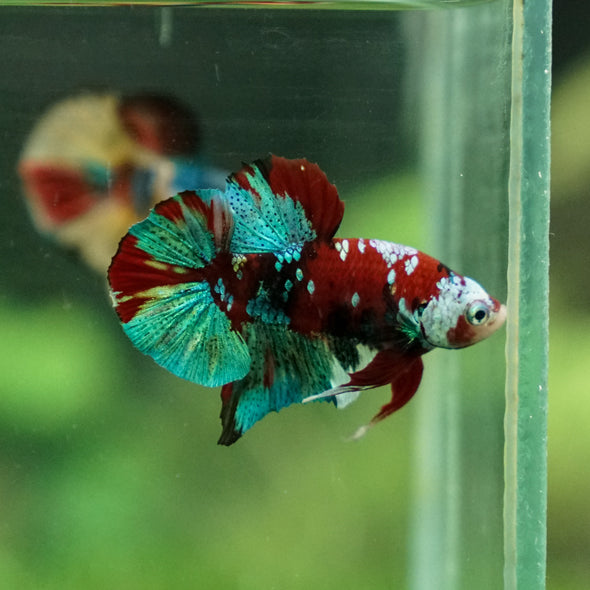 Multicolor/Galaxy Koi Plakat -11 weeks Old