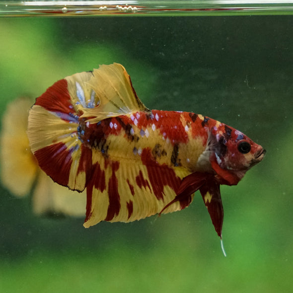 Multicolor/Galaxy Koi Plakat -13 weeks Old