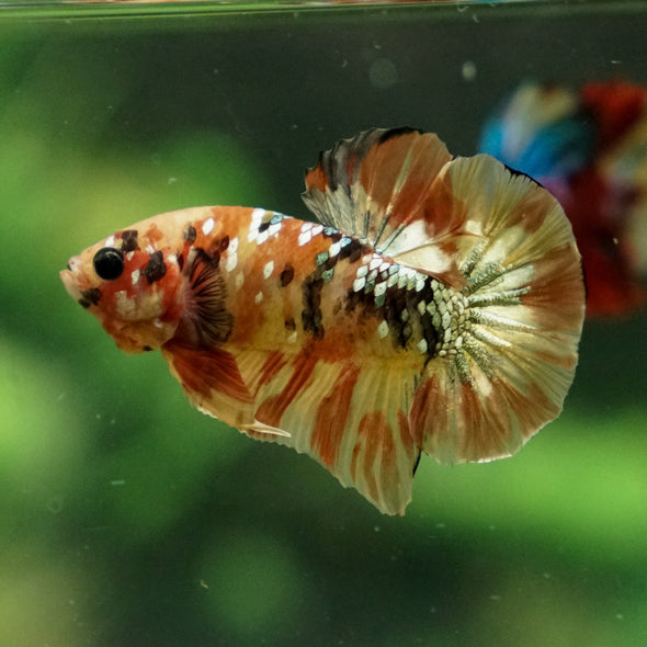 Multicolor/Galaxy Koi Plakat -13 weeks Old