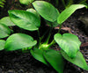 Anubias Bateri