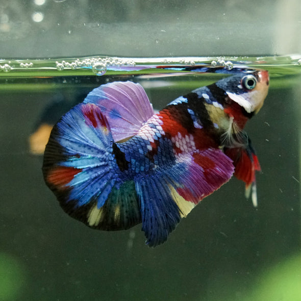 Multicolor/Galaxy Koi Plakat -16 weeks Old