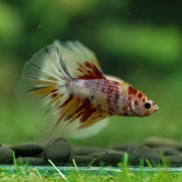 Galaxy/Candy Koi Halfmoon - 11 weeks old