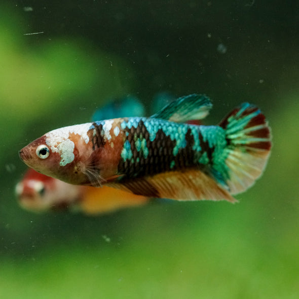 Multicolor/ Galaxy Koi Plakat- Female- 13 Weeks Old