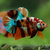 Multicolor/Galaxy Koi Plakat -16 weeks Old