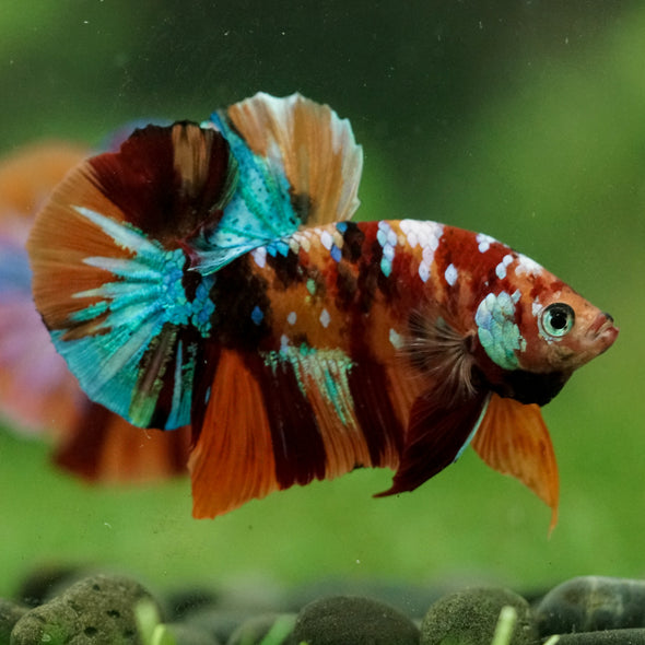 Multicolor/Galaxy Koi Plakat -16 weeks Old