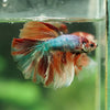 Galaxy/Candy Koi Halfmoon - 14 weeks old