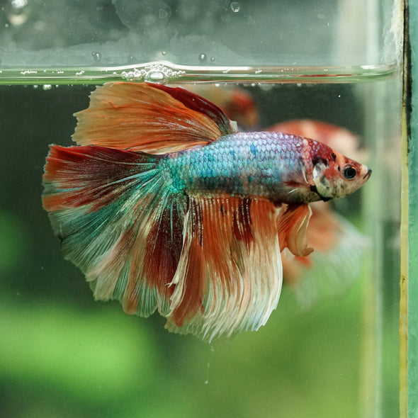 Galaxy/Candy Koi Halfmoon - 14 weeks old