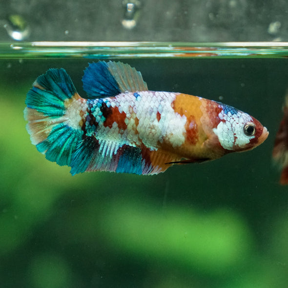 Multicolor/ Galaxy Koi Plakat - Female- 13 Weeks Old
