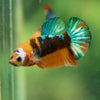 Multicolor/ Galaxy Koi Plakat- Female- 13 Weeks Old