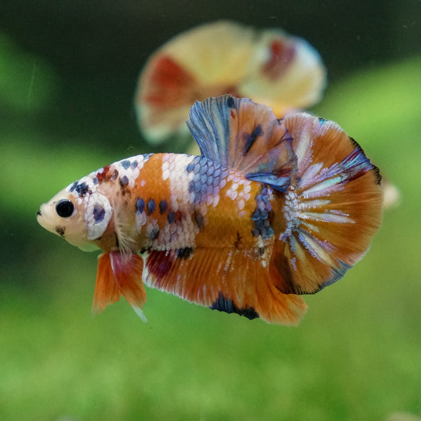 Multicolor/Galaxy Koi Plakat -13 weeks Old