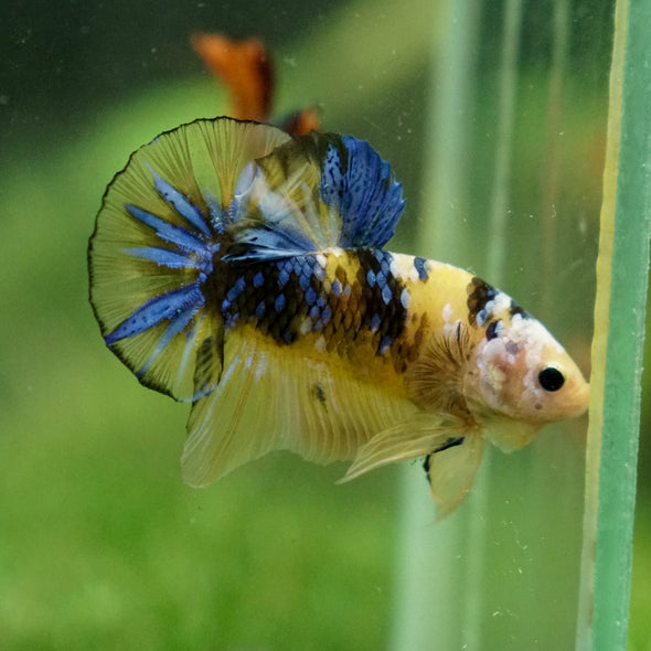 Multicolor/Galaxy Koi Plakat -13 weeks Old