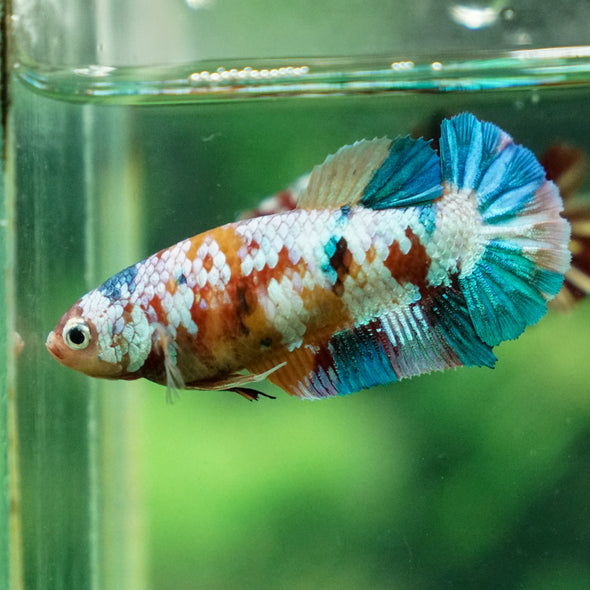 Multicolor/ Galaxy Koi Plakat - Female- 13 Weeks Old