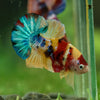 Multicolor/Galaxy Koi Plakat -16 weeks Old