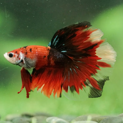 Galaxy/Candy Koi Halfmoon - 14 weeks old
