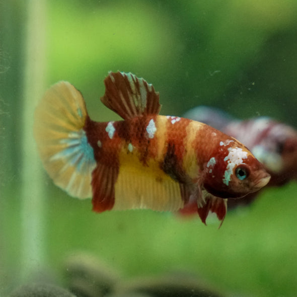 Multicolor/ Galaxy Koi Plakat - Female- 13 Weeks Old