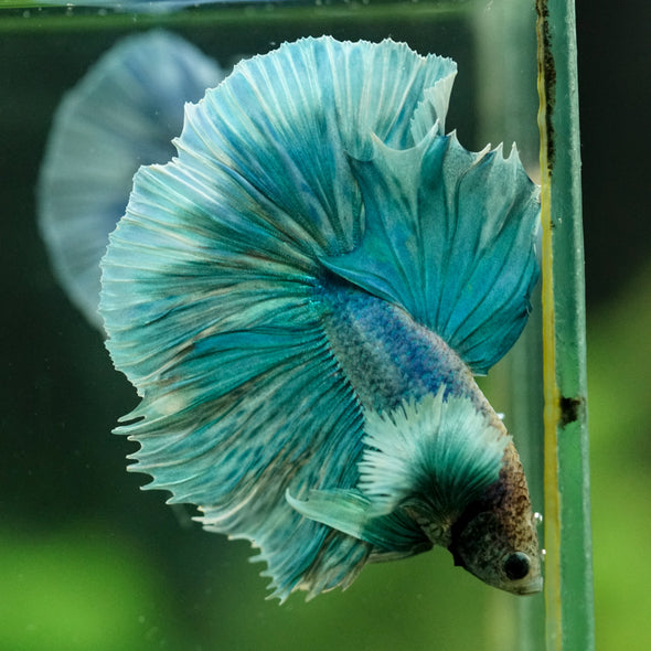 Dumbo Halfmoon - 11 weeks old