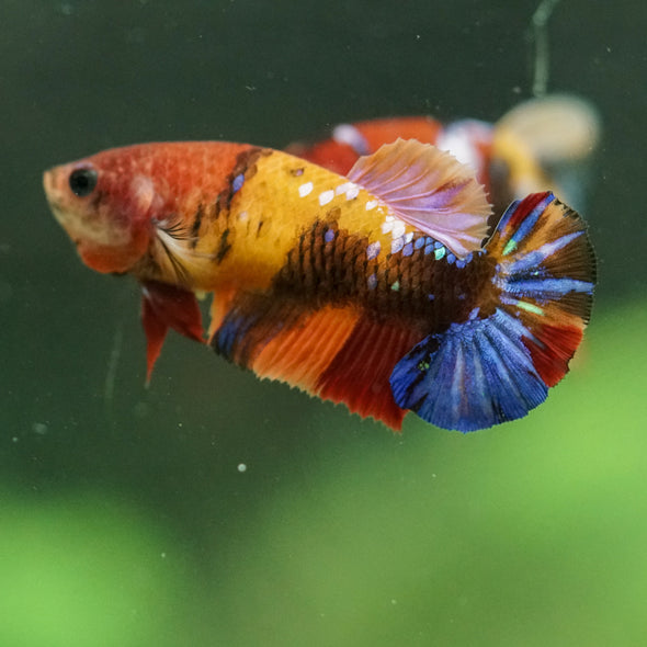 Multicolor/ Galaxy Koi Plakat- Female- 13 Weeks Old