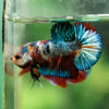 Multicolor/Galaxy Koi Plakat -16 weeks Old