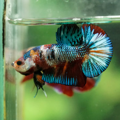 Multicolor/Galaxy Koi Plakat -16 weeks Old