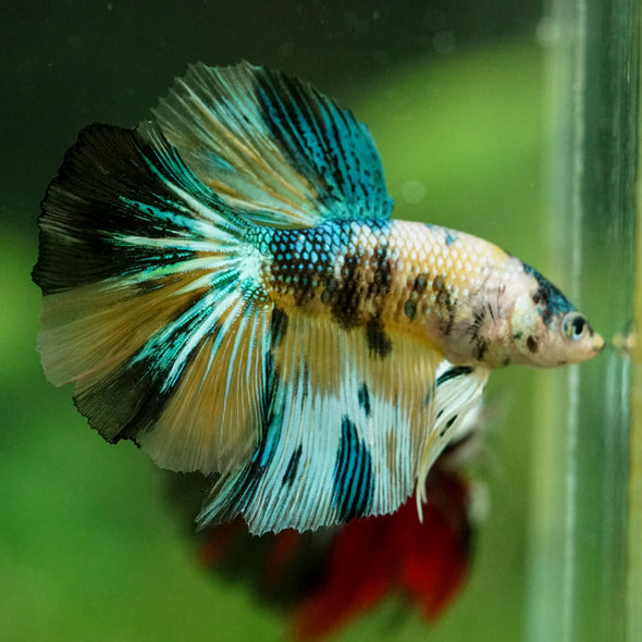 Galaxy/Candy Koi Halfmoon - 11 weeks old