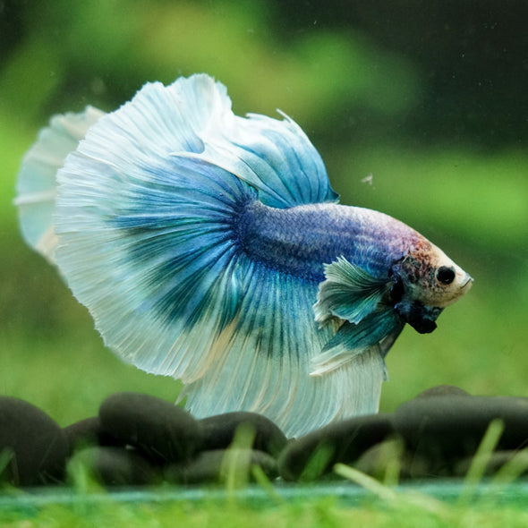 Dumbo Halfmoon - 12 weeks old