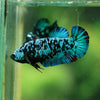 Black Galaxy Koi Plakat (Avatar) - Female- 13 Weeks Old