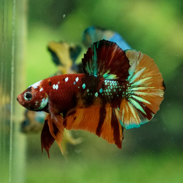 Multicolor/Galaxy Koi Plakat -13 weeks Old