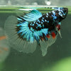 Black Base Galaxy/Candy Koi Halfmoon - 14 weeks old