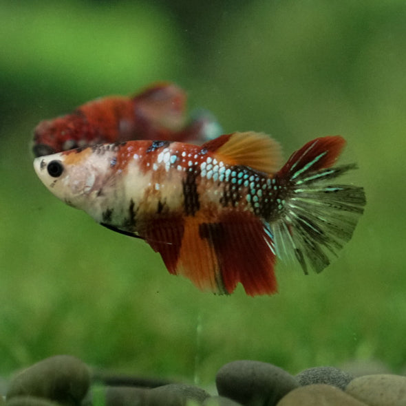 Multicolor/ Galaxy Koi Halfmoon- Female- 13 Weeks Old