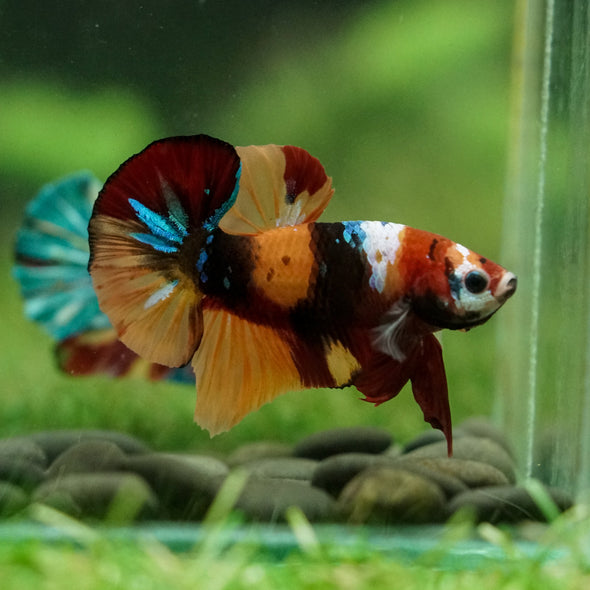 Multicolor/Galaxy Koi Plakat -16 weeks Old