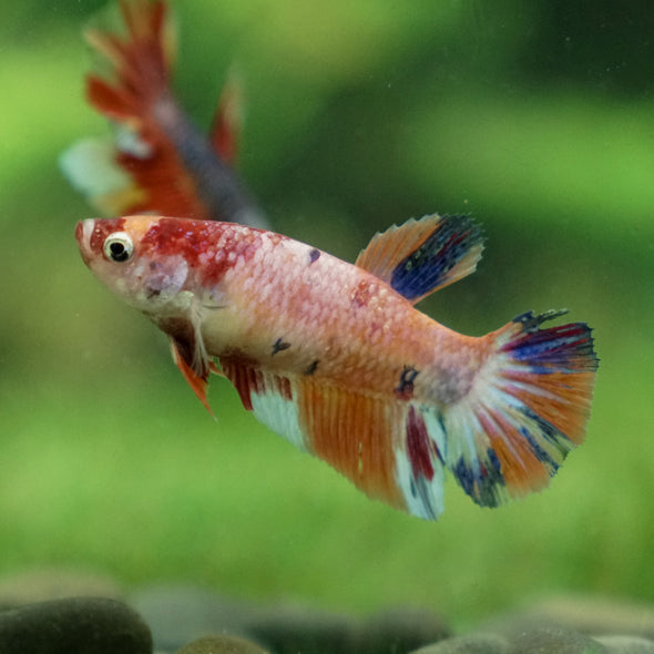 Multicolor/ Galaxy Koi Halfmoon | Female| 15 Weeks Old | Breeder Grade