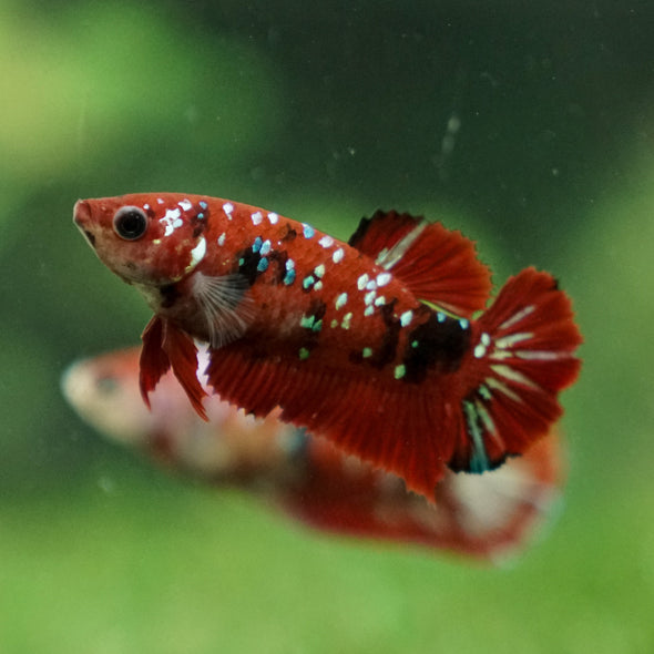 Multicolor/ Galaxy Koi Plakat- Female- 13 Weeks Old