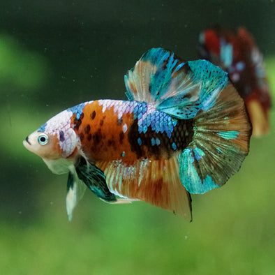 Multicolor/Galaxy Koi Plakat -16 weeks Old