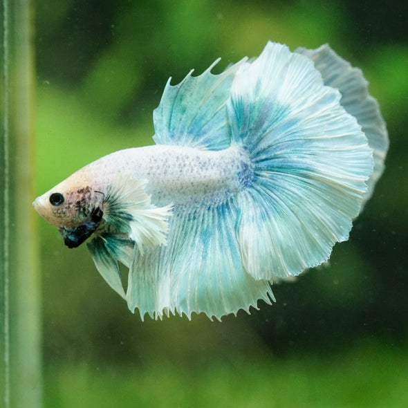 Dumbo Halfmoon - 12 weeks old