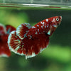 Multicolor/Galaxy Koi Plakat -16 weeks Old