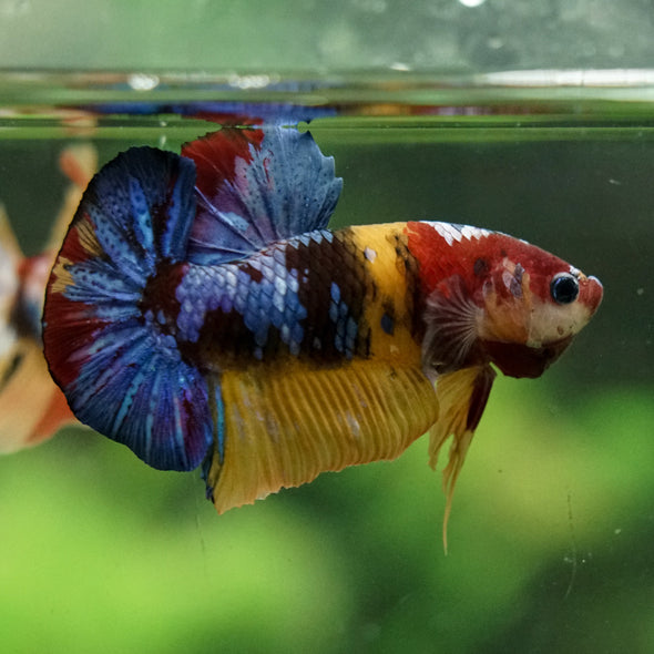 Multicolor/Galaxy Koi Plakat -16 weeks Old