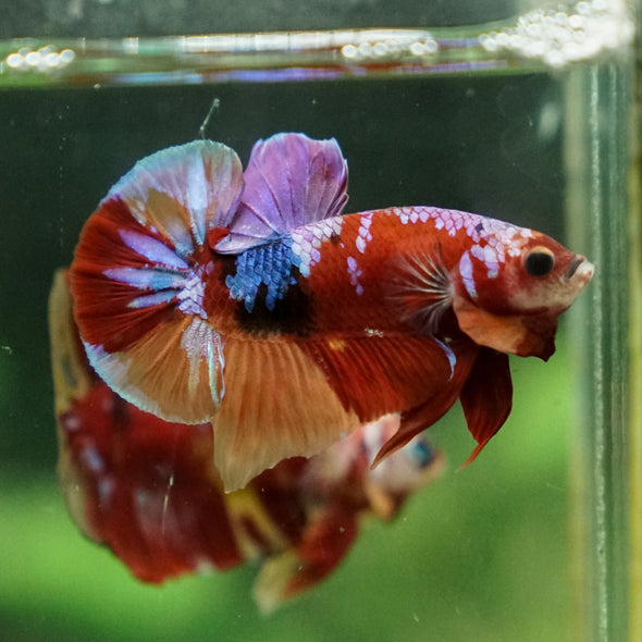 Multicolor/Galaxy Koi Plakat -13 weeks Old