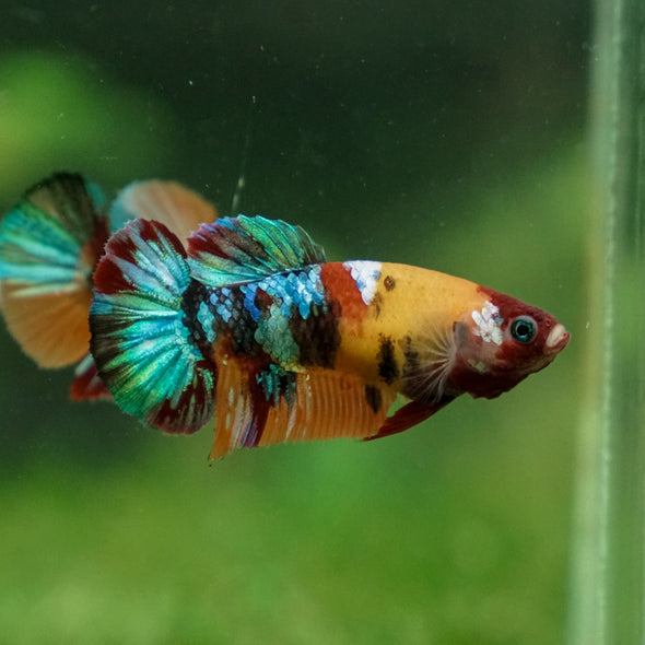 Multicolor/ Galaxy Koi Plakat - Female- 13 Weeks Old