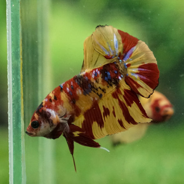 Multicolor/Galaxy Koi Plakat -13 weeks Old