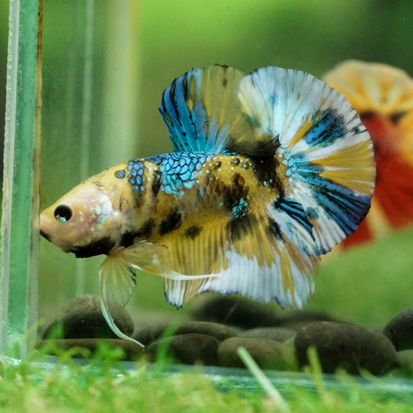 Multicolor/Galaxy Koi Plakat -16 weeks Old