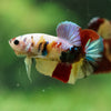 Multicolor/Galaxy Koi Plakat -16 weeks Old