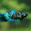 Pack of 20 Multicolored/Galaxy Koi Plakat - Female