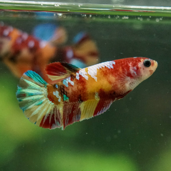 Multicolor/ Galaxy Koi Plakat- Female- 13 Weeks Old