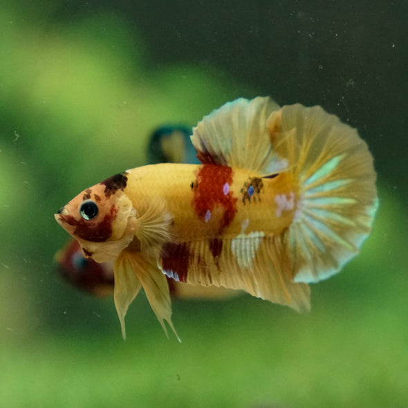 Multicolor/Galaxy Koi Plakat -13 weeks Old